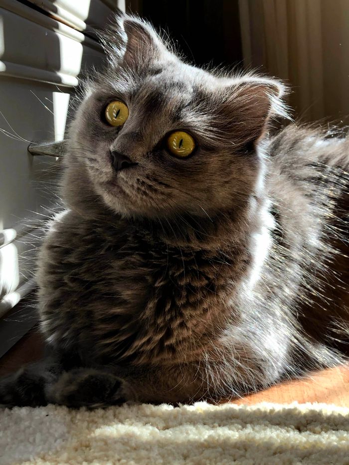 Grey British Shorthair cat resting calmly after a wellness visit
