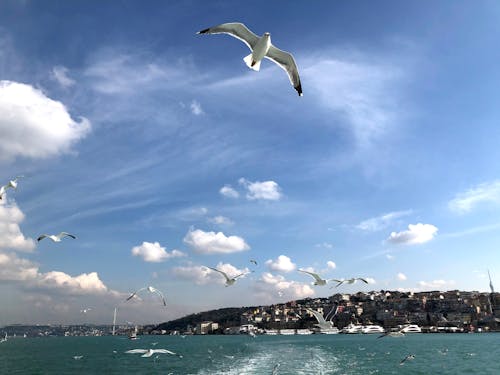 Gulls Flying under a Cloudy Blue Sky