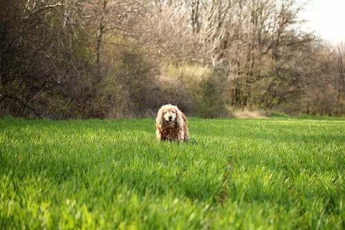 Photo De Chien Cocker Spaniel Sur Terrain En Herbe