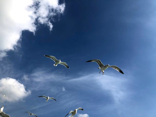 갈매기, 구름, 날개의 무료 스톡 사진