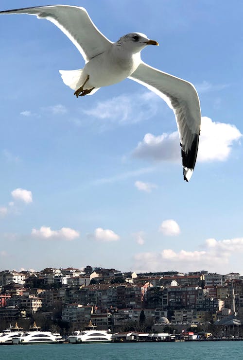 binalar, bulutlar, deniz araçları içeren Ücretsiz stok fotoğraf