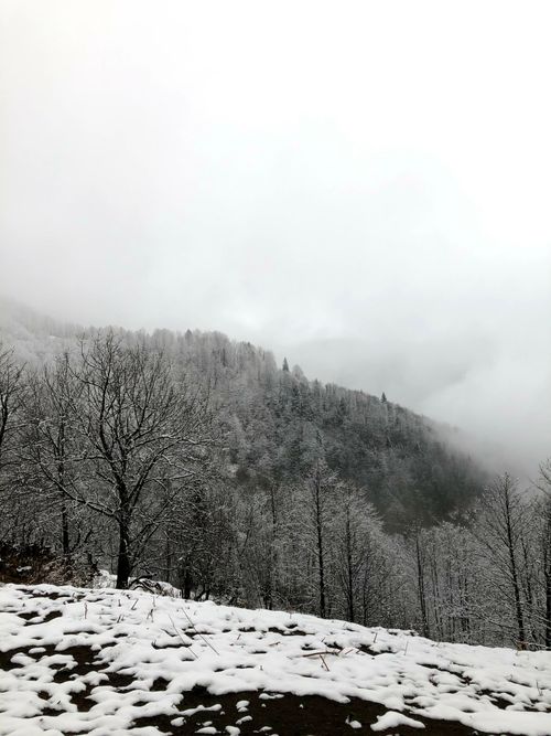 Free A serene winter landscape featuring snow-covered trees and distant mountains in Trabzon, Turkey. Stock Photo