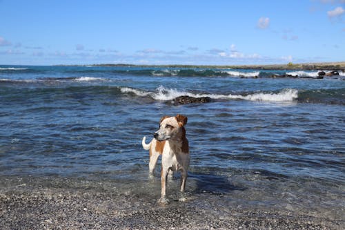 Free Photo of a Brown and White Dog on the Seashore Stock Photo