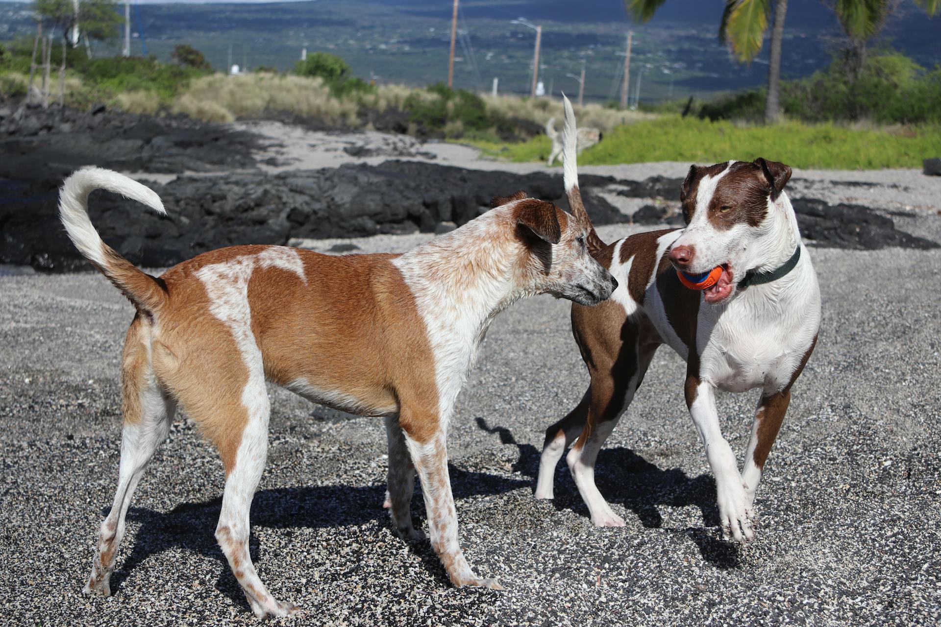 Dogs Playing on Sand