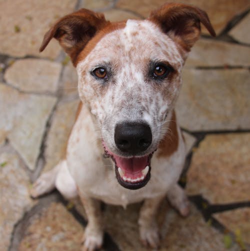 Brown and White Dog in Blurred Background 