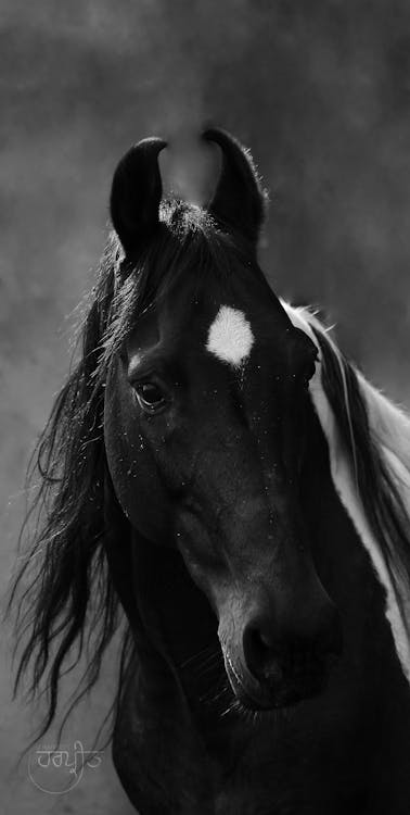 ダイヤモンドと馬 馬の頭 黒い馬の無料の写真素材 ダイヤモンドと馬 馬の頭 黒い馬の無料の写真素材