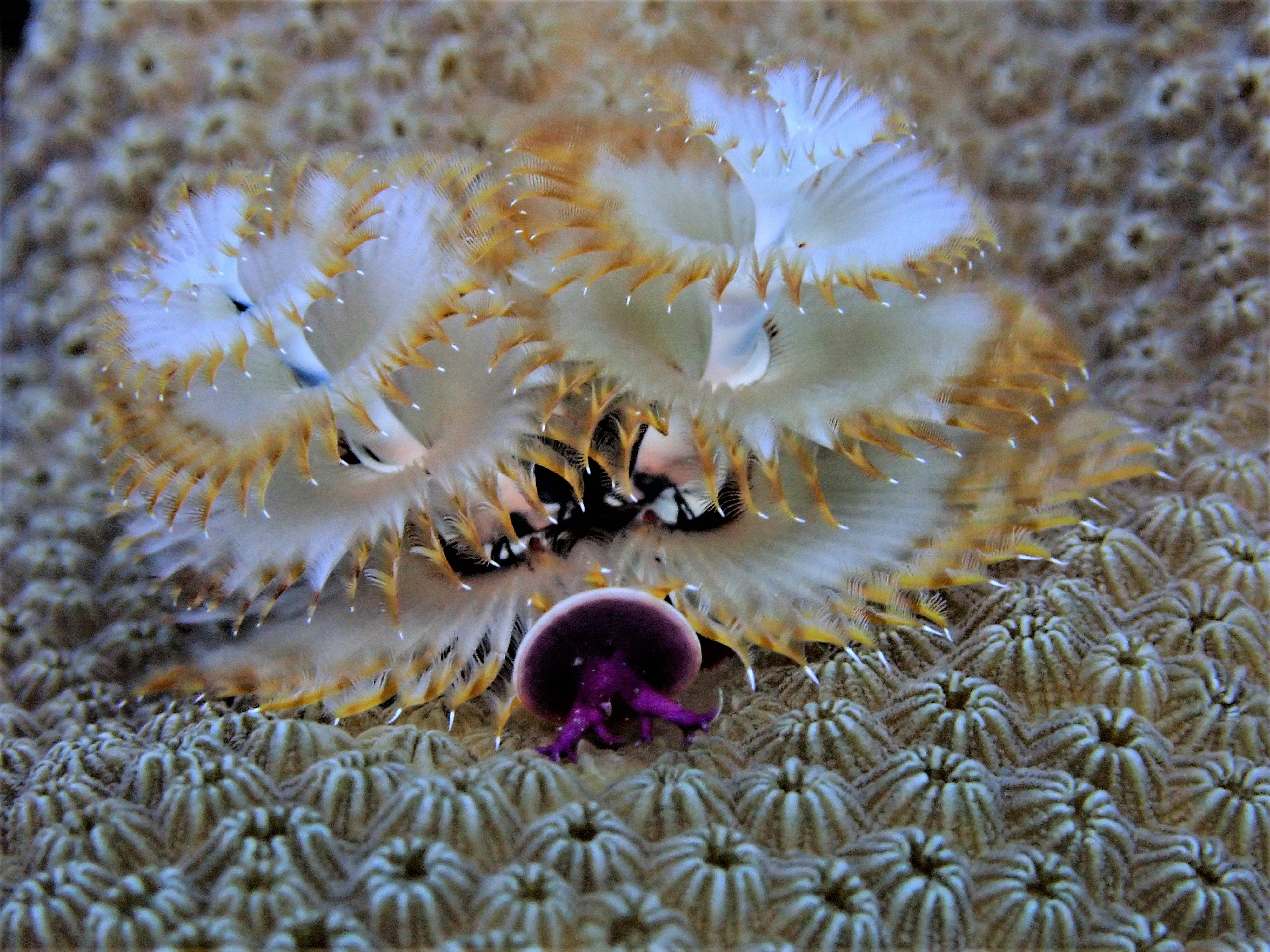 Christmas Tree Worm Spawning — Caribbean Reefs