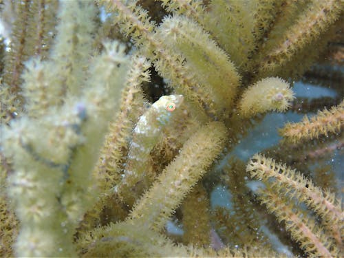 Green Razorfish on Corals