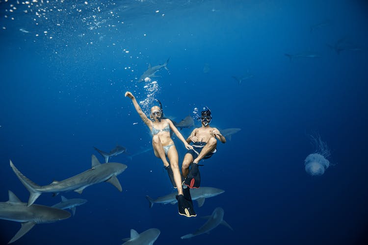 Man And Woman Swimming With Sharks