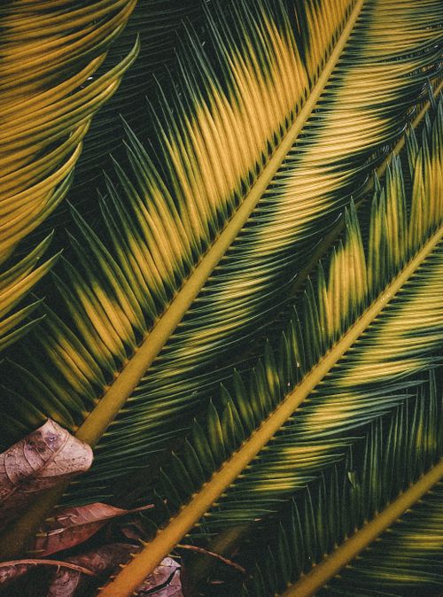 Free Vibrant close-up of yellow and green palm leaves displaying natural pattern and texture. Stock Photo