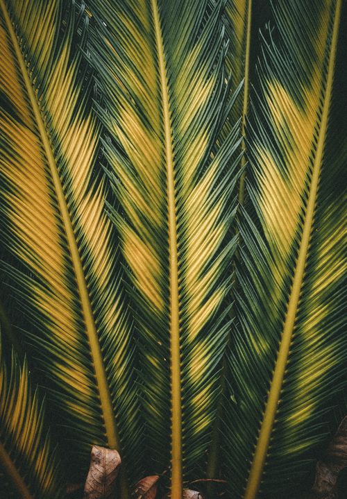 Free Close-up of vibrant green and yellow Sago Palm leaves showing unique pattern and texture. Stock Photo