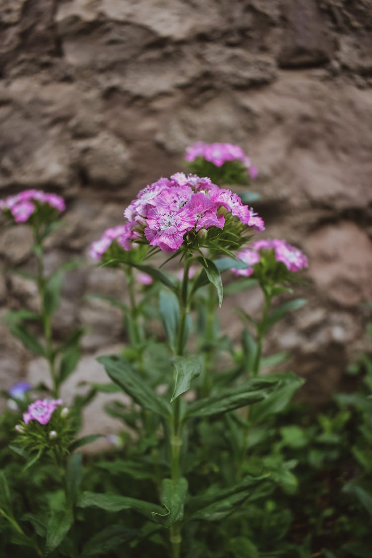 Sweet William Flowers In Close-up Photography