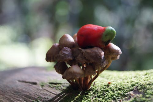 Free stock photo of berry, moss, mushroom