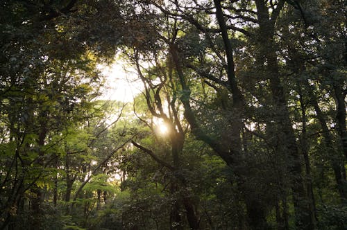 Free stock photo of evening sun, forest