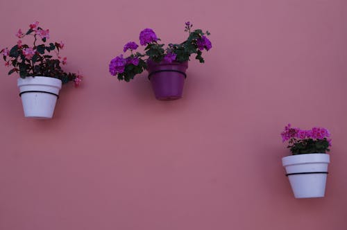 Free stock photo of pot plants, septum