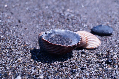 Free stock photo of mussels, sand