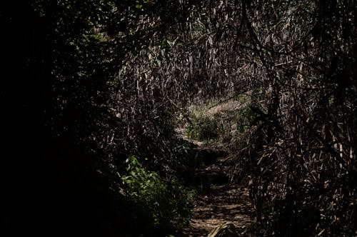 Free stock photo of dark, nature, tunnel