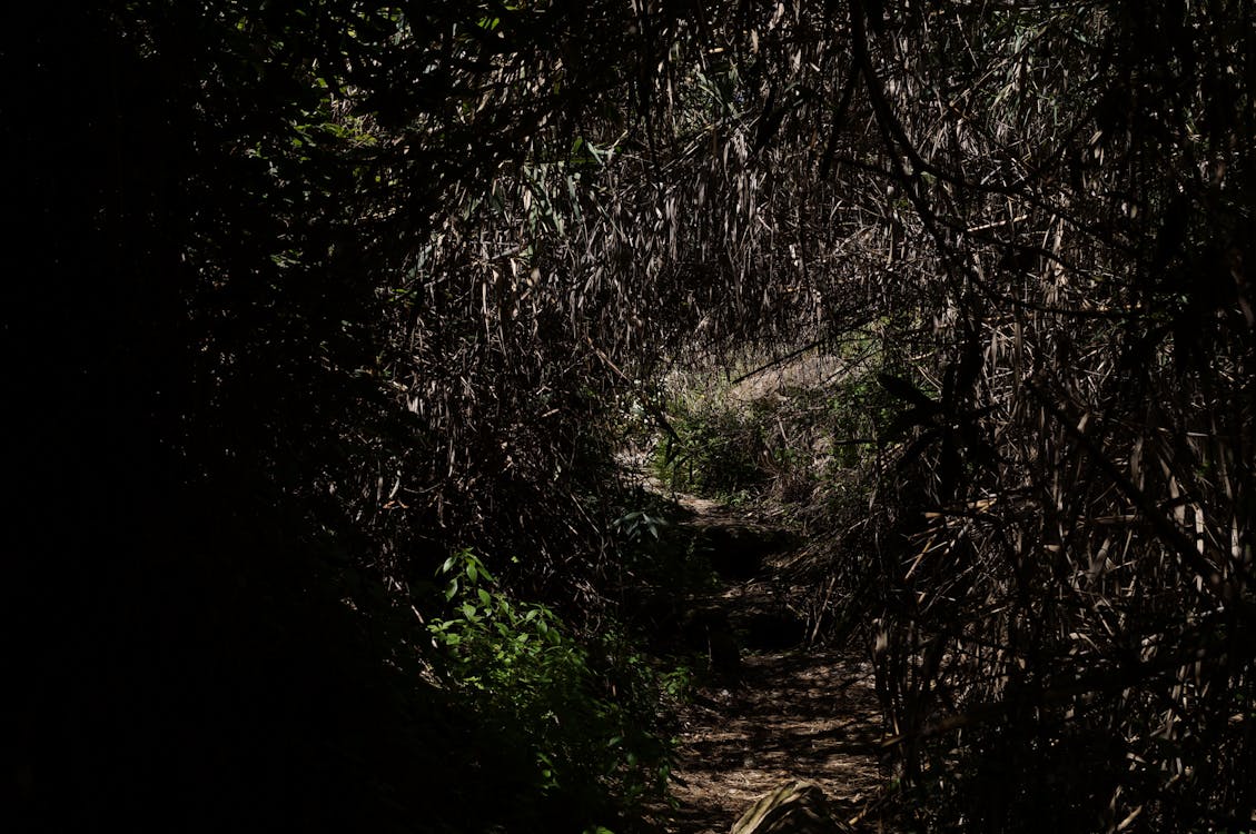 Free stock photo of dark, nature, tunnel