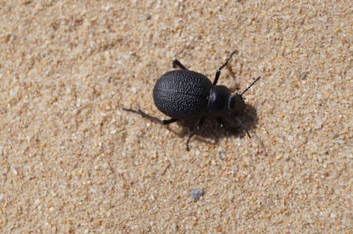 Free stock photo of beetle, sand