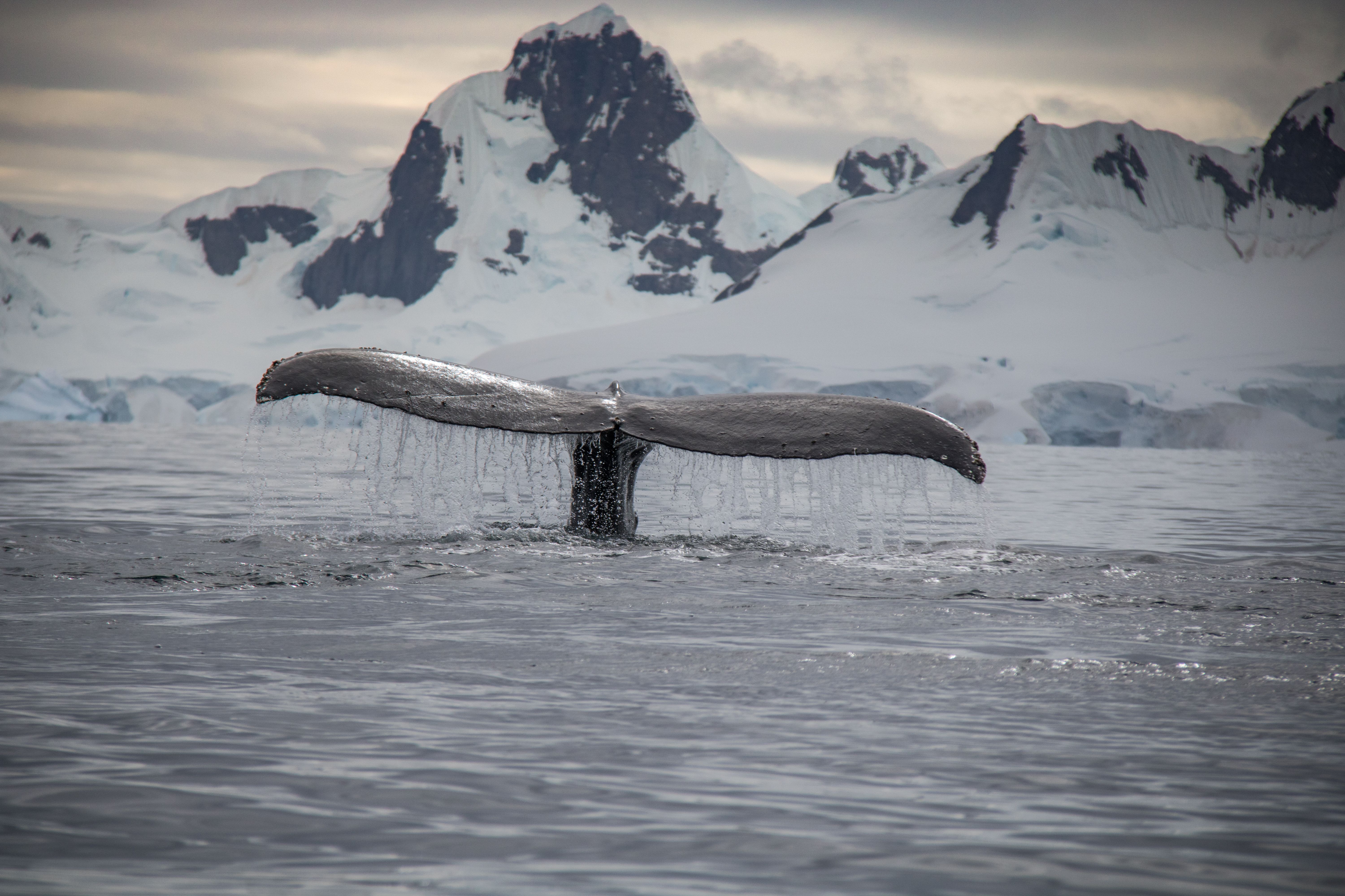 Whale Watching Tour