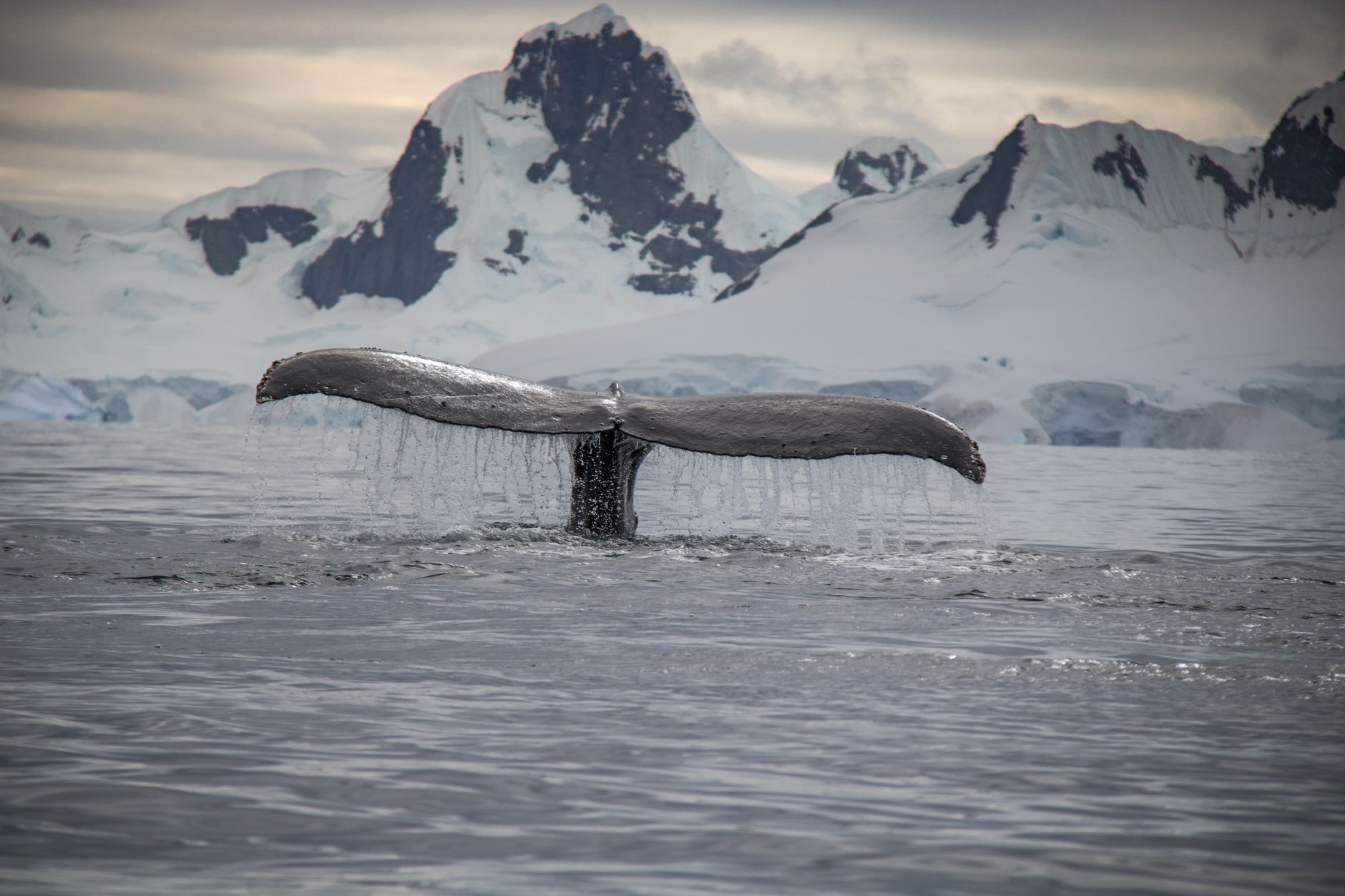 Whale Watching Tour