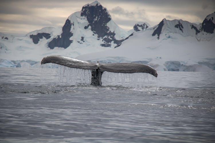 Tail Of A Whale On Water Surface