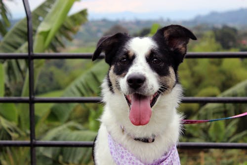 Free Border Collie with its Tongue Out Stock Photo