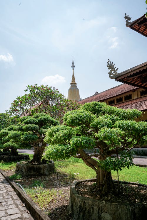 Free Bonsai Trees in front of a Temple Stock Photo