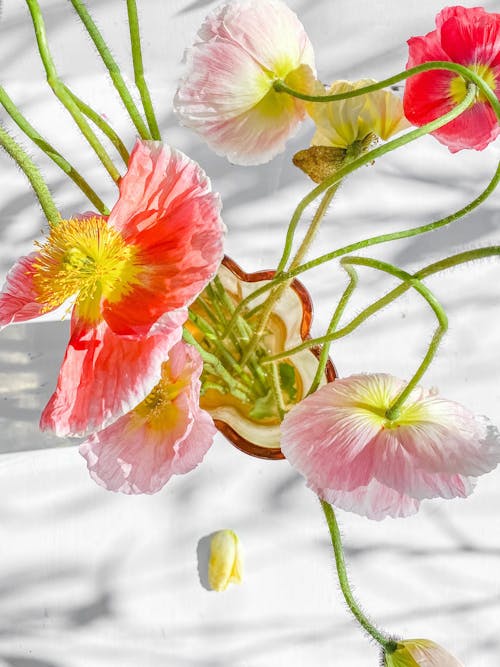 Gratis Foto stok gratis berbunga, berkembang, bunga-bunga Foto Stok