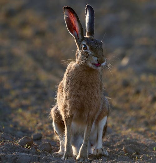 Brown Rabbit on Brown Soil