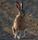 hare
