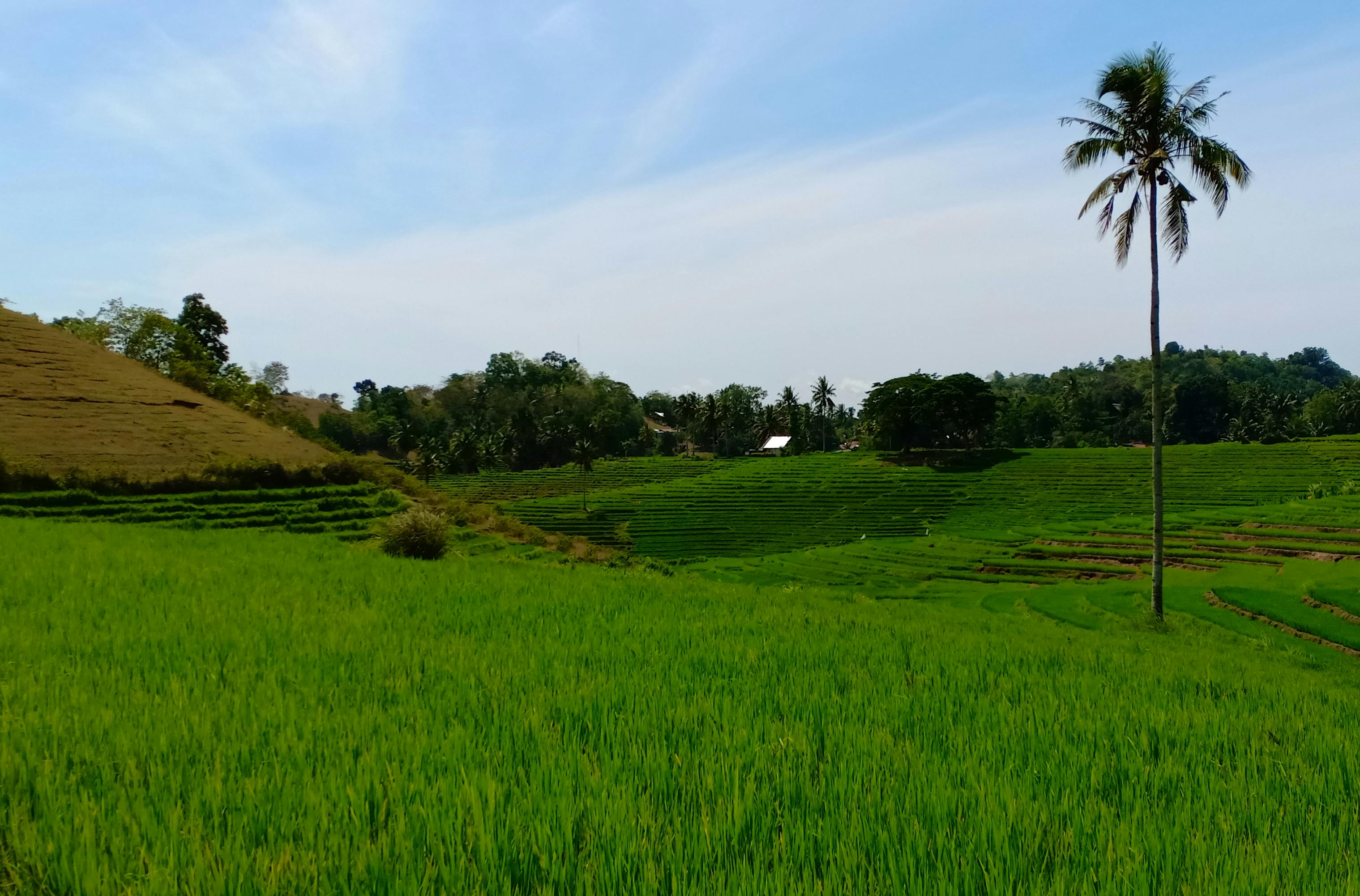 Ruelle pittoresque du quartier de Plaka à Athènes