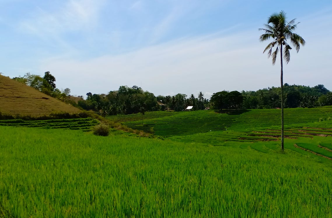 Ruelle pittoresque du quartier de Plaka à Athènes