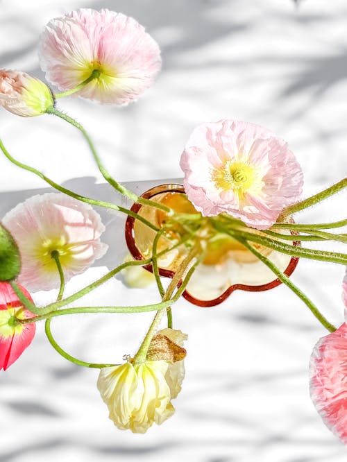 Imagine de stoc gratuită din flori de mac, fotografie de flori, fotografiere verticală