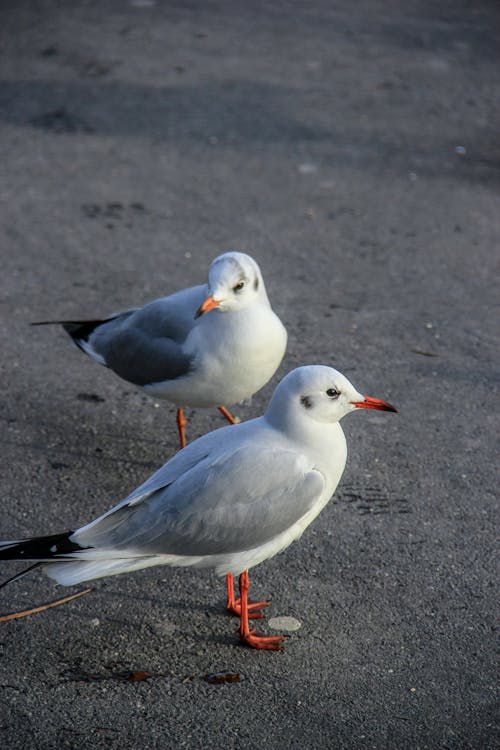 Photos gratuites de animaux, bec, chaussée