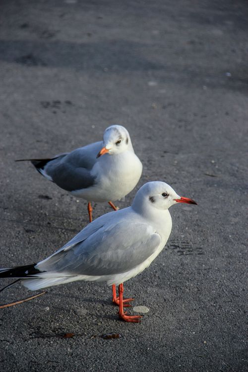 Free Two seagulls stand on Swiss pavement, showcasing their vibrant plumage and striking beaks. Stock Photo