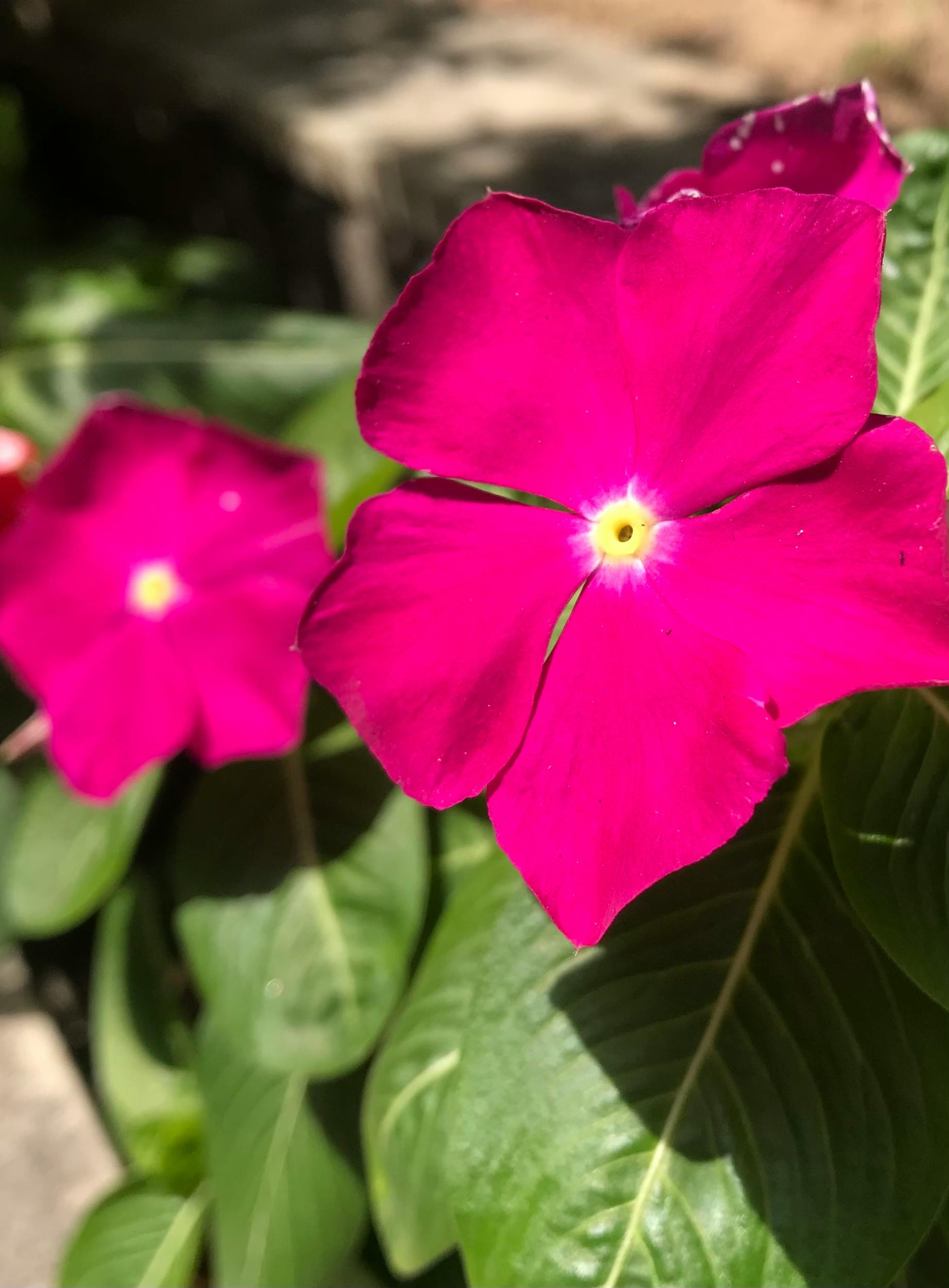 Millennium Bridge in Podgorica