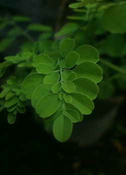 Malunggay (Moringa Leaves)