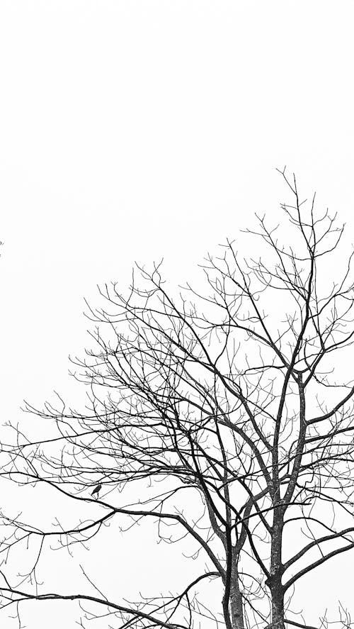 Free Grayscale Photo of a Bare Tree Stock Photo