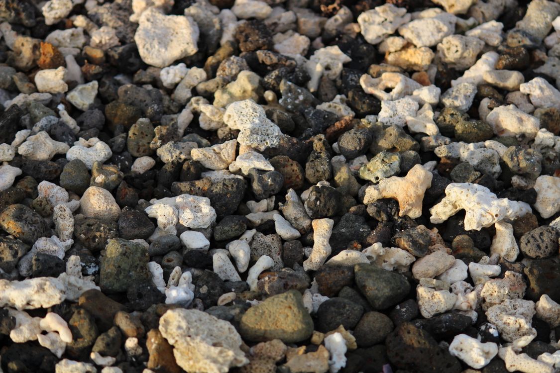 Beach Rocks Close Rocks at Beach in Close Up · Free Stock Photo