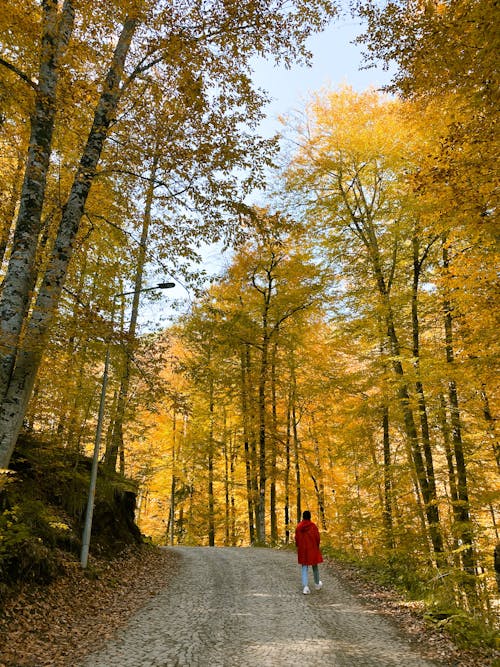A Person Wearing a Red Hoodie Walking on a Road between Trees