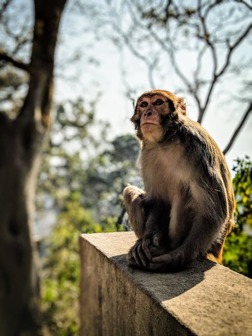 Free stock photo of katmandu, monkey, nepal Stock Photo