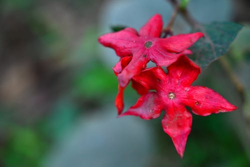 คลังภาพถ่ายฟรี ของ ดอกไม้สีแดง, สีแดง