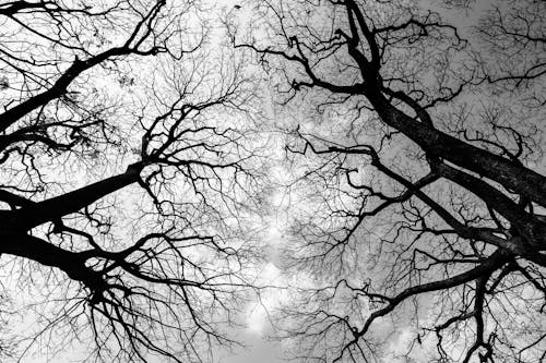 Grayscale Photo of Bare Trees