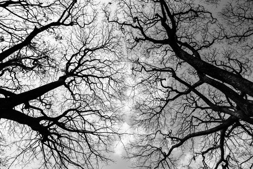 Free Artistic black and white capture of leafless trees viewed from below against the sky in Bengaluru. Stock Photo