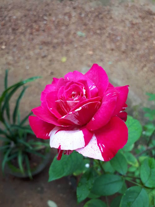 赤いバラの無料の写真素材