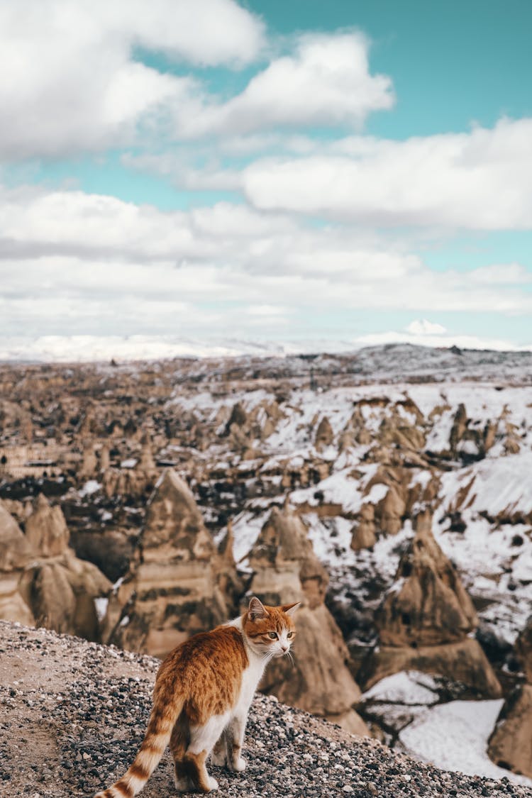 Cute Ginger Cat On Edge Of Mountain