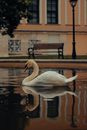 White Swan on Water