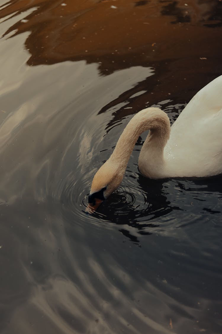 Swan Foraging In Lake