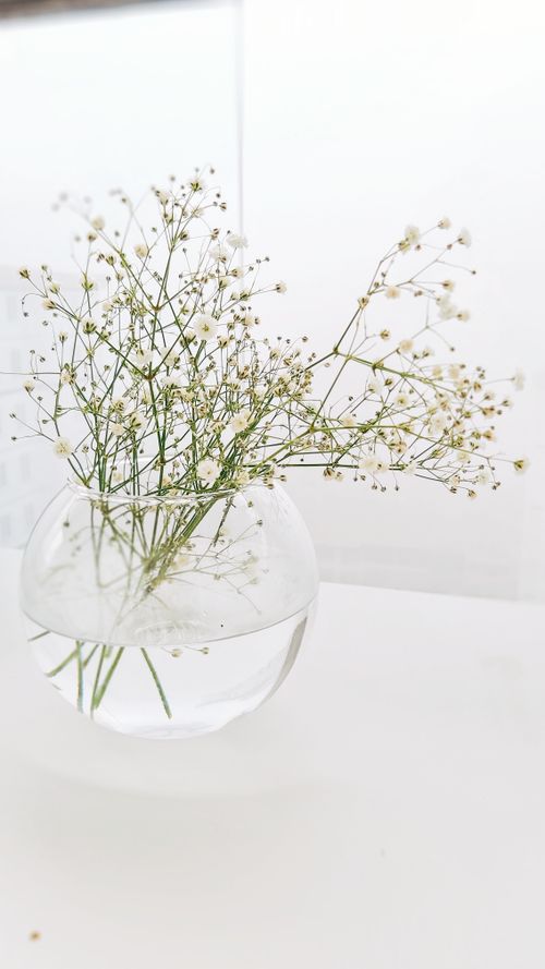 Free Delicate Gypsophila flowers in a round glass vase on a minimalist white background. Stock Photo